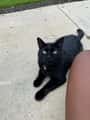 cat boarder needed for winter break dec 13-jan 1 1