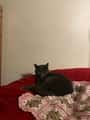 cat sitter needed 1/14-1/20! 1
