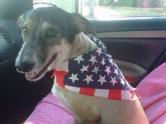 Need dogsitter for cute small dog! 1