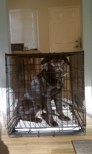 Travel-Friendly Collapsible Metal Dog Crate for Sale - $60! 2