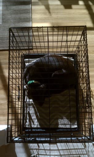 Collapsible dog crate for sale: $60! 1