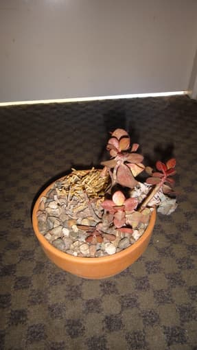 Companion plant for sale - $10 1