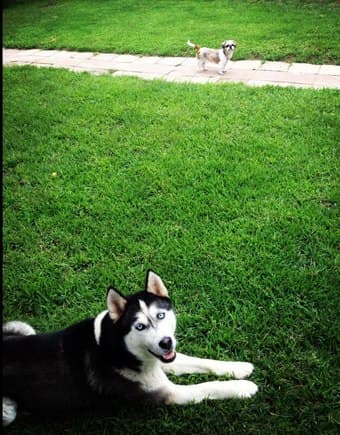 experienced dog walker 1