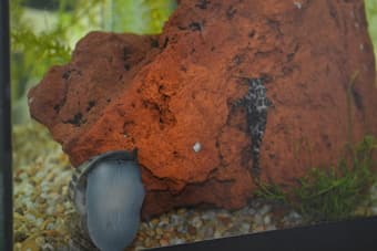 Fish Tank with many accessories: $275 OBO 2