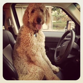 Dog sitter 1