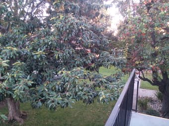Fully furnished master bedroom with attached bathroom Santa Clara $950 3