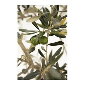 Ikea Framed Photo - Olives / Leaves - $20 2