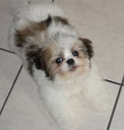 Help for my puppy 1