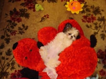 Help for my puppy 2