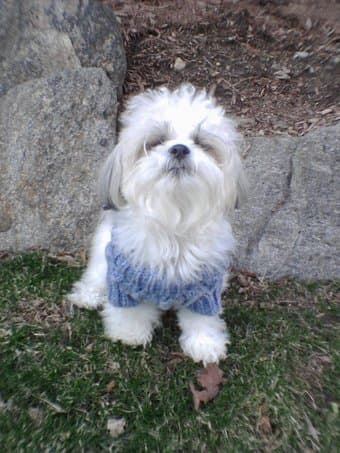 Help for my puppy 3
