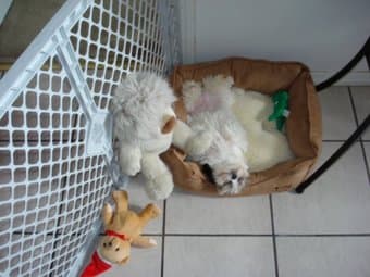 Help for my puppy 1