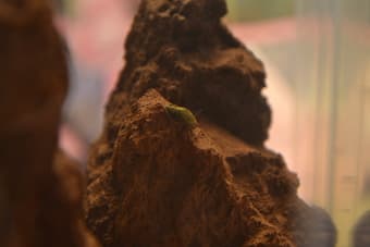 snail mountain $20 OBO 2