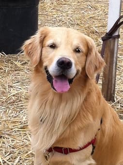 Sit for our dog 1