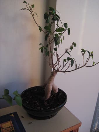Plants for sale 1