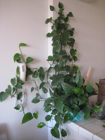 Plants for sale 2