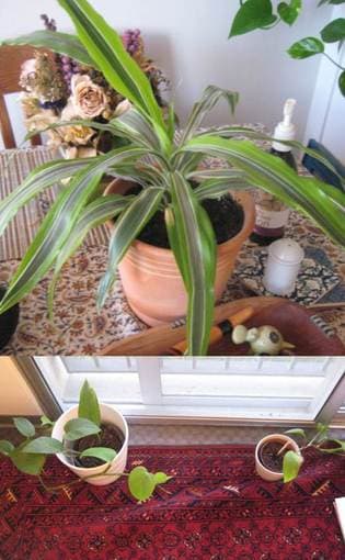 Plants for sale 3