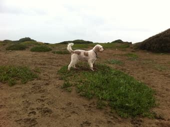Dog Walker Needed 2