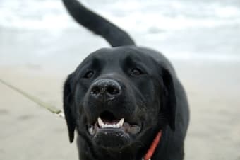 LOST DOG!!!! 1