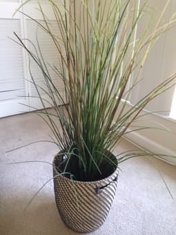 Cooler, Weight, Decorative Plant 2