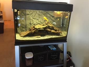 29 Gallon Fish Aquarium - Asking $200 OBO 1