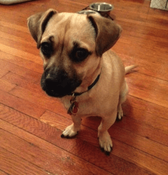 looking for dog-friendly roommate(s) and housing 1