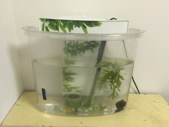 Fluval View 4 gallon fish tank + accessories ($50) 1