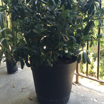 Shrub - $30 1