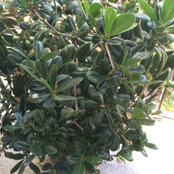Shrub - $30 2