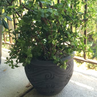 Small Shrub - $15 1
