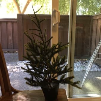 2 sofa covers, 2 sofa pillows, little Christmas tree, 2 patio chairs 3