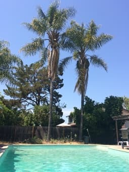 SPACIOUS PALO ALTO APARTMENT $350 (NOW- SEPT 15) 2
