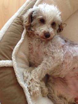 Dog Walker Needed 1
