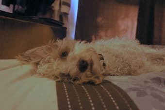 Dog walker needed 1