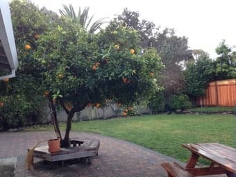 Large & Sunny Corner Room in House w/ Cool Ppl & Large Yard Near All 2