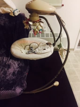 Fisher Price Swing, $60 OBO 1