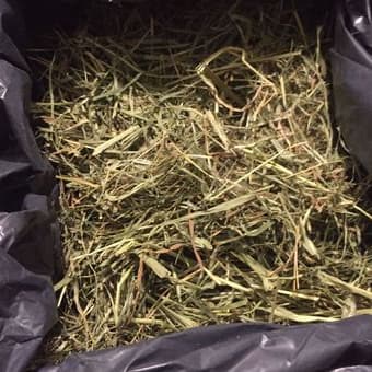 Guinea pig cage,timothy hay and food 3