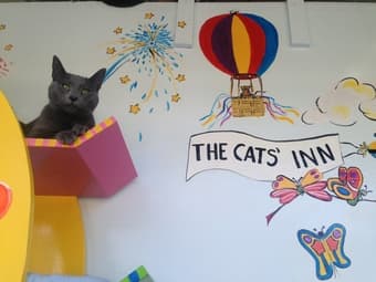 Part-Time Receptionist and Groomer Assistant Positions at The Cats Inn 3