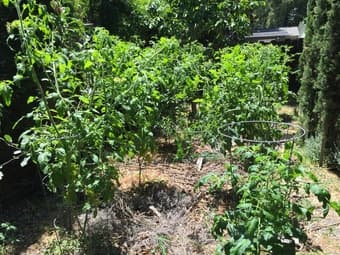 $3 / lb - Organic Heirloom Tomatoes - Pick Your Own 2