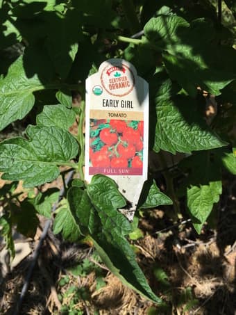 $3 / lb - Organic Heirloom Tomatoes - Pick Your Own 3