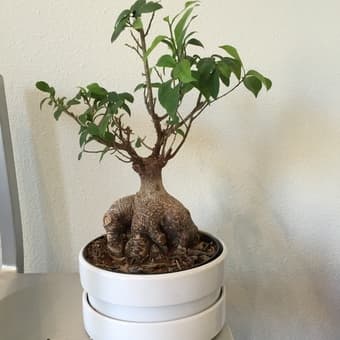 1 bonsai-like mini tree and 3 artificial potted plants $35 3
