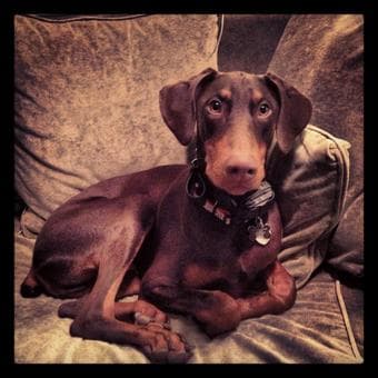 Looking for dog-friendly roommate for move-in starting August 1