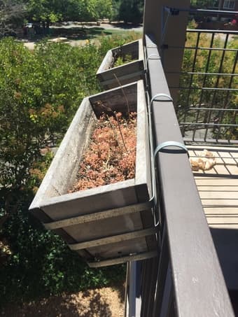 $1 planters ! 1
