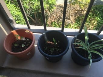 $1 planters ! 2