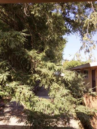 Mountain View Downtown: $600  Room shared : 2b/1b 3