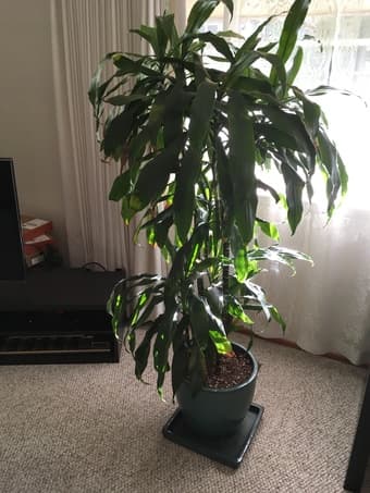 Indoor house plant - $60 OBO 1