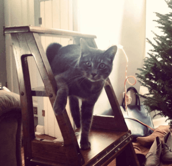 Cat Sitting Opportunity - Winter Holidays 1