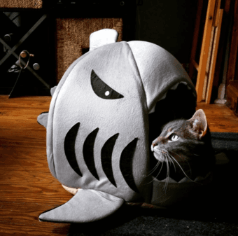 Cat Sitting Opportunity - Winter Holidays 2
