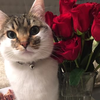 Looking for a house/cat-sitter in downtown Redwood City 12/24-1/5 1