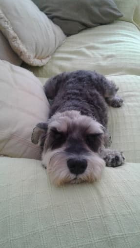 Dog Sitting? 1