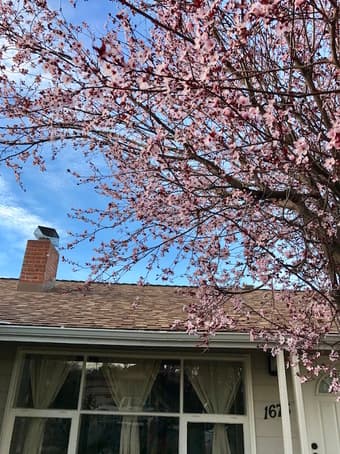 Nice room in a 2b1b single family house in San Mateo (female only) 3